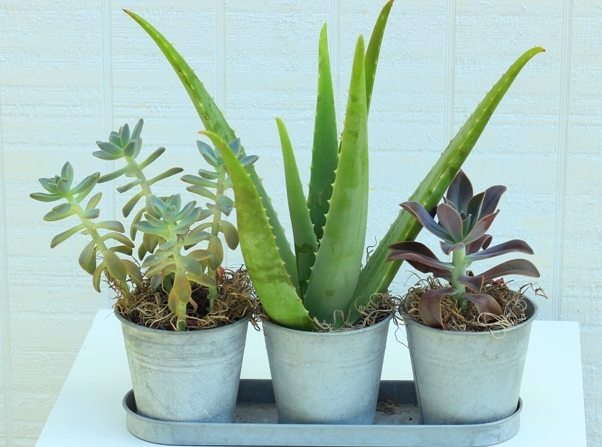 indoor plants